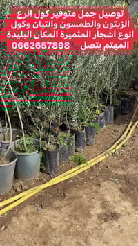 زيتون • كلمنتين • البليدة