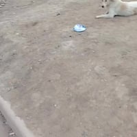 بيت للبيع زراعي ركن مساحه ٢٥٠ على طريق حي الجامعي قرب سيطره المدثره سع...