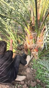 فسائل البرحي والمجهول • مچذر • بابل ناحية النيل