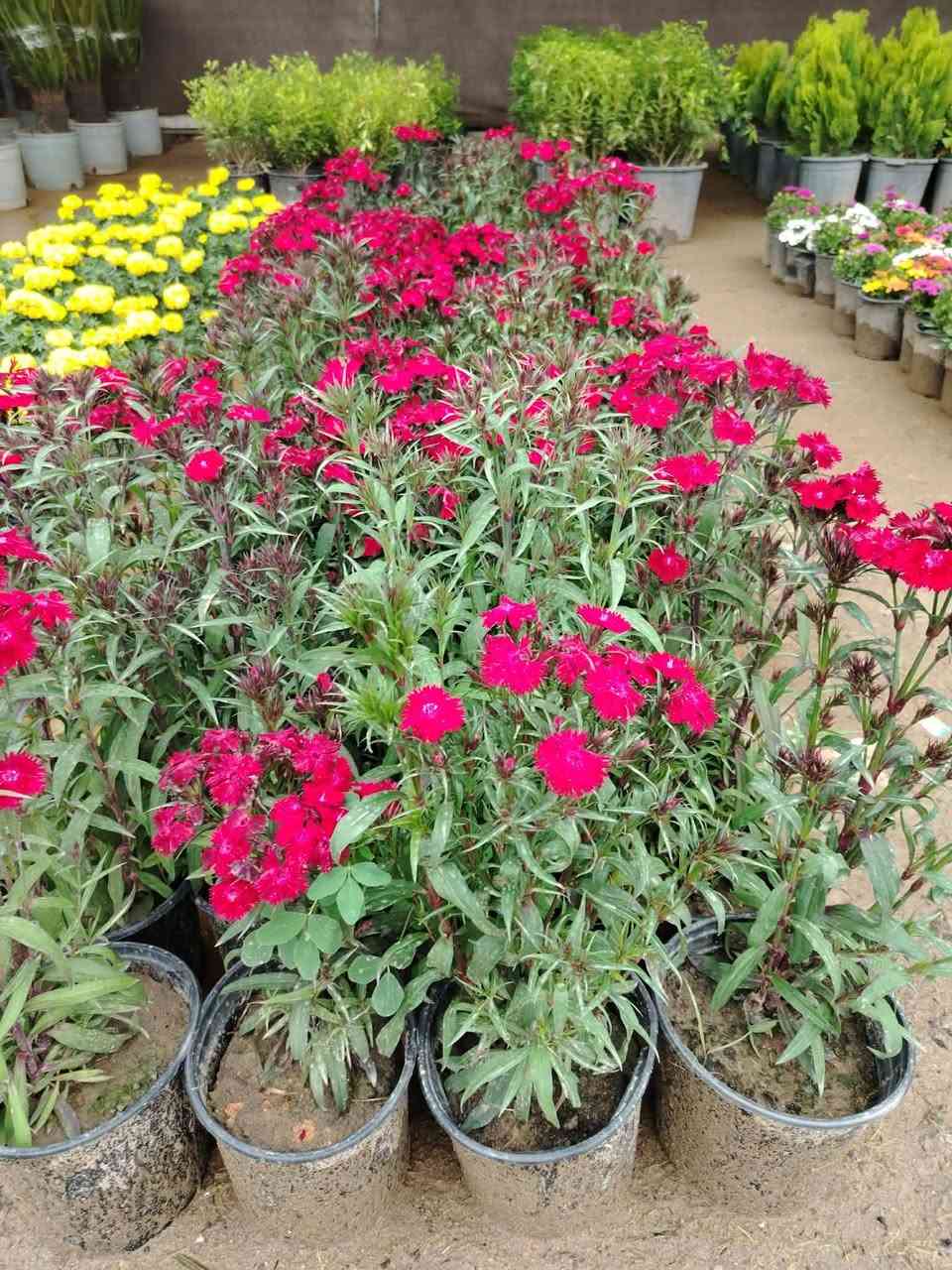 بحمدالله وتوفيقه 
تم توفير نبات الاستر والقرنفل بأحجام كبيرة جدا وارتفاع نص متر خير من الله  سعر السندانتين ب ٥ الف توصيل مجاني  
اي شي ميعجبكم يرجع وتدللون


**إذا كنت صاحب هذا الإعلان وتريد حذفه لأي سبب، رجاءا أرسل رسالة إلى الدعم الفني**