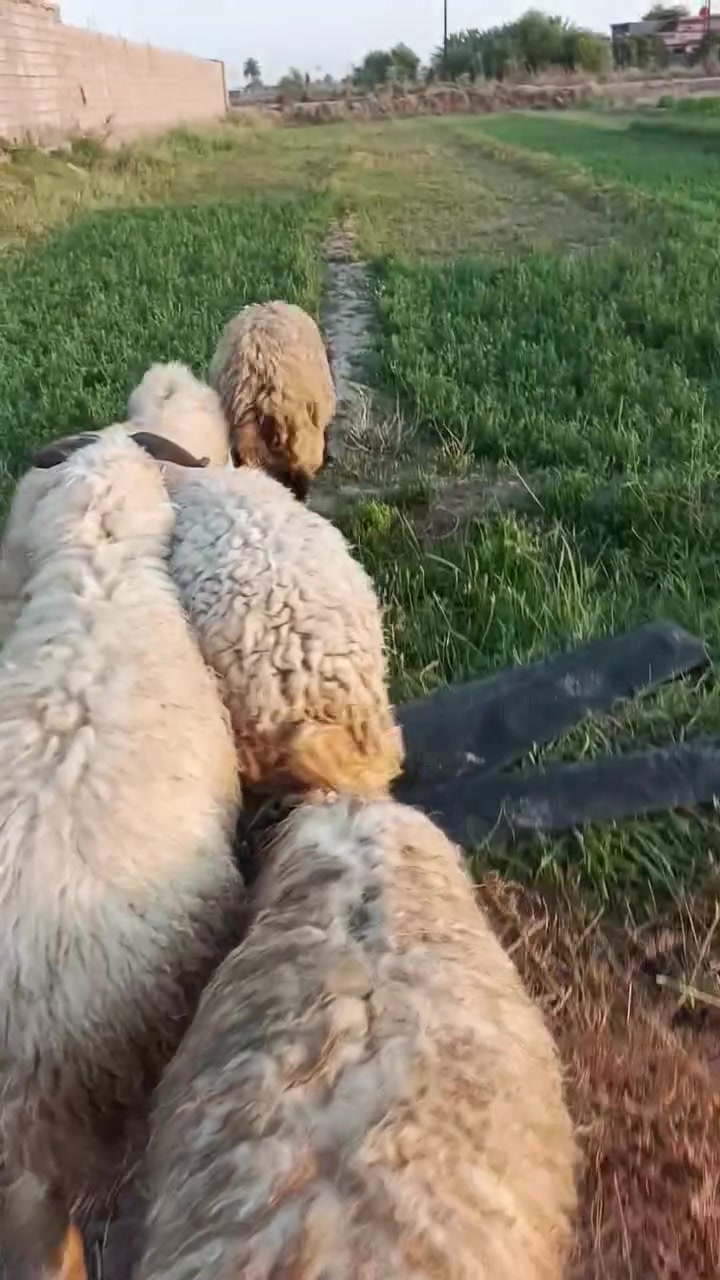غهالسلام عليكم خرفان للبيع خير من الله لا علف ولا شي اكل بس عشب مكان بغداد التاجي ***********

