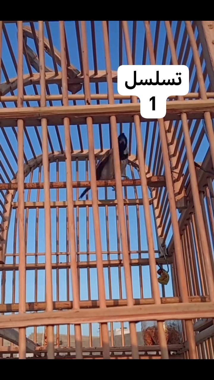 فحل طور س ع ر ٣٥ بدون قفص وبي مجال *********** خانقين
