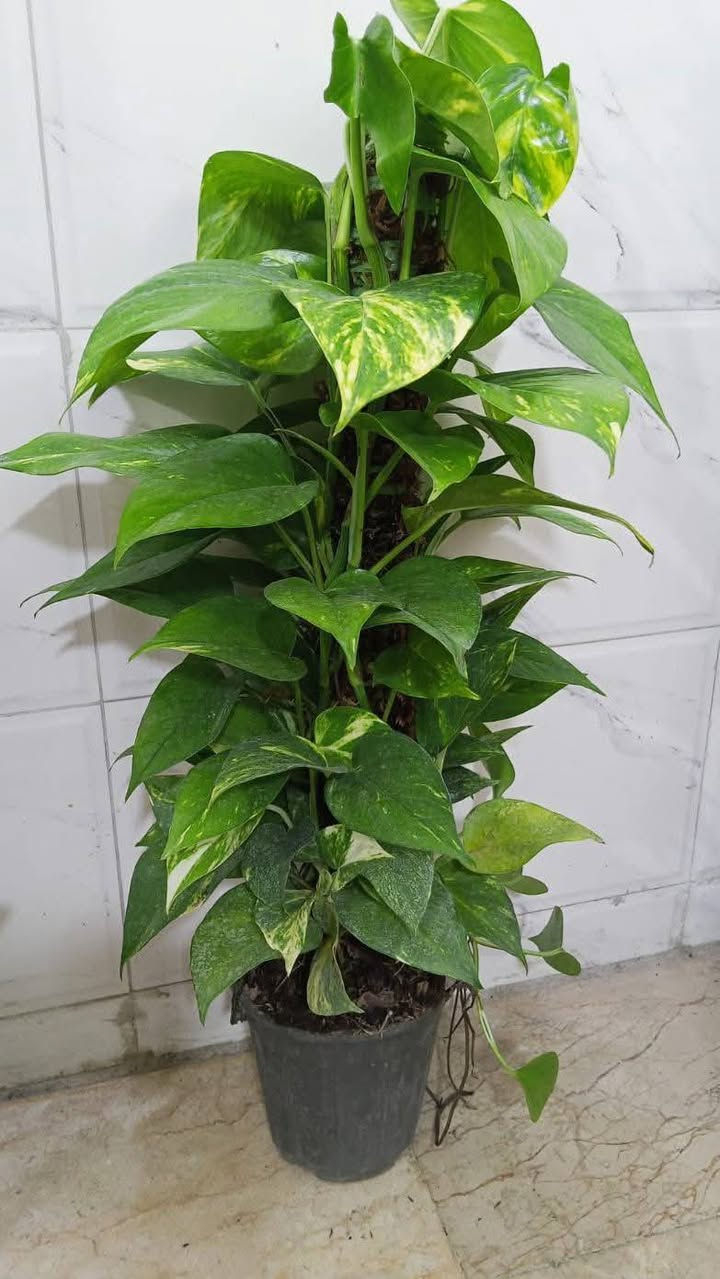 متوفر الان
اهلا وسهلا بكم


**إذا كنت صاحب هذا الإعلان وتريد حذفه لأي سبب، رجاءا أرسل رسالة إلى الدعم الفني**