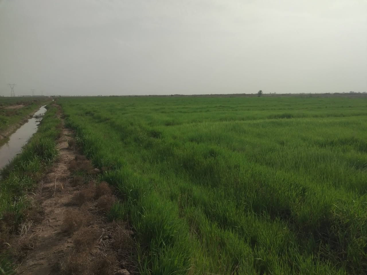 سلام عليكم اخوني العزاء 60دونم ضمان مسجيه سجي  *********** ابو رسول مكلف بل نشر
