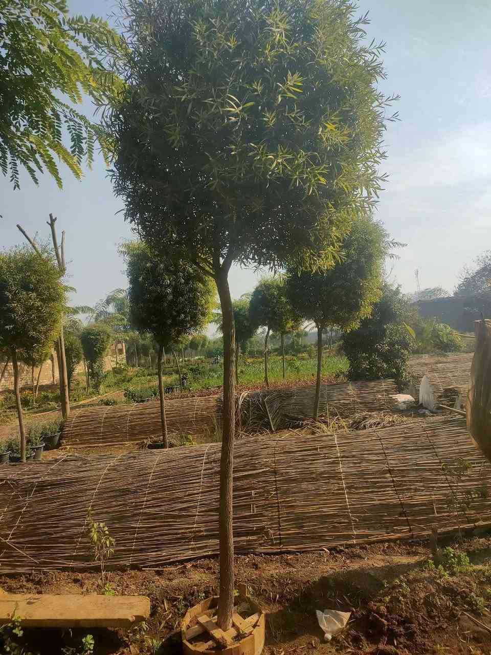 مشتل الاصدقاء جميع انواع النباتات الزينه والنخيل اسعار ممتازه جدا


**إذا كنت صاحب هذا الإعلان وتريد حذفه لأي سبب، رجاءا أرسل رسالة إلى الدعم الفني**