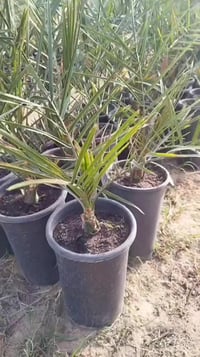 مزرعة فسائل • البرحي والمجهول • بابل