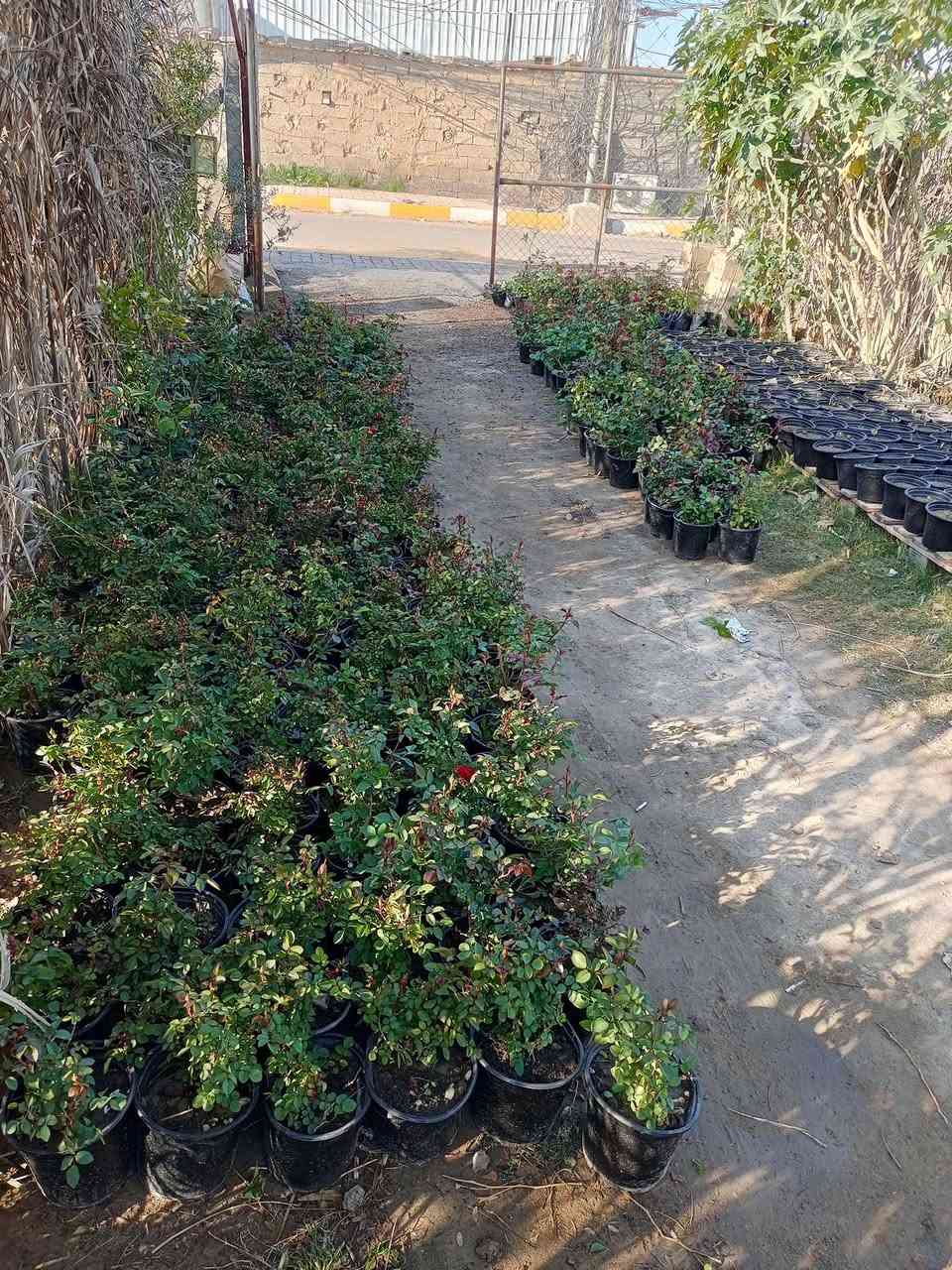 اللهم صلى على محمد وال محمد 
                          مشتل الجمعيه 
توفرت مجموعة من النباتات الخارجية
جوري عراقي 2000
بيبي روز 2000
عفص تركي 2000
شوكه اصفر 3000
بخور 3000
اكاسيا مصري إرتفاع 4مت10.000
تكي كندي مطعم ارتفاع 3متر  8000
 لالنكي صيني 10.000
فكس خشن 2000
كارزيه 1000
ياسمين اصفر متسلق5000
جهنمي شجيري كثيف 5000
جهنمي متسلق 3000
ياس عراقي كثيف 3000
كاكي طماطه...موزي....كعكي 10.000
دفله 1250
الدجيل الجمعيه خلف الدفاع المدني 
للاستفسار والحجز مازنجر واتساب ***********
توجد لدينا خدمه توصيل داخل الدجيل💯💯💯💯
