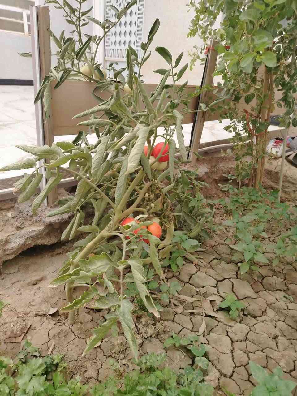 بيت للبيع بدجين شارع حجي كشكول فرع قصي ابو مولد مساحه ميتين رقم راعيه *********** المرسله عله صفحه ارد
