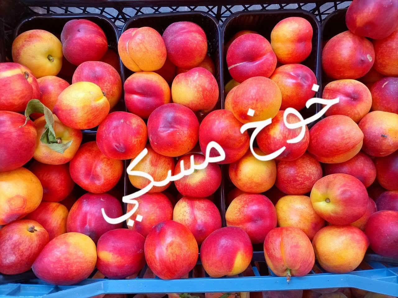 صلو على الحبيب قلبك يطيب

#اسعار #الفواكه 

خيرات اليوم الخميس 2026/7/2

يوجدلدينا خدمة توصيل كافت مناطق ابو غريب للطلب ولاستفسار الاتصال
 الفرع الرئيسي خرنابات شارع السچه 
***********///*********** وتساب

موز 1500🍌🍌
لالنكي مصري 2000
تفاح احمر تركي 1500🍎🍎                      
تفاح اصفر تركي 1500🍎🍎                         
تفاح اخضر 3000🍏🍏                                    
برتقال افريقي 1500🍊🍊     
رمان افريقي 5000
عرموط لبناني 3000
عرموط عراقي 1500
ليمون افريقي حجري 3000🍋🍋
اكريفوت 1500🍊🍊
ركي  عراقي 750🍉🍉
بطيخ عراقي 750
تمر كبس 1500🫐
ذرة جاهز تركي1500
جزر 1000🥕🥕🥕
زنجبيل 7000
أفوكادوقطعه 1500
عنب اسود 4000
عنب حلواني 4000
عنب 🍇عراقي 1500
منكه يمني قطعه 1500
انناس كبير 5000
تمر علبه 2500
تمر كيمياء 2500
مدكوكه 1500
سفرجل 4000
كيوي 2500
افطر علبه 2000
فروله علبه 3000
خوخ 🍑صوفي 2000
خوخ مسكي 2000
خوخ كعكي 2000
الو مستورد 1500
الو عراقي 1500
طماطه كرزيه 2000
تفاح عراقي 1000
برتقال بيبي 2000
مشمش لبناني 2000
جوز الهند 1500
كرز 🍒4000
