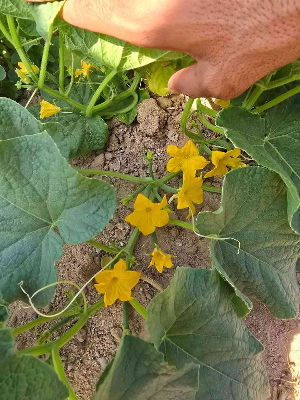 ع بركه الله وصول خيار نكرس الئ مكتبنا مكتب الانوار التجهيزات الزراعيه للعنوان النجف الحيدرية خان النص طريق الحولي ***********
