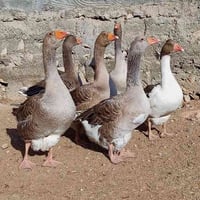 غاز هنكاري • احجام ضخمه • الموصل الحمدانية