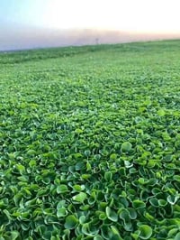 تخفضيات لفترة محدودة (بأسعار مناسبه وتنافسيه ) ✨❤️  انتاج خاص بمزارعنا...