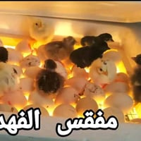 فقاسة بيض • ٥٠-٧٠ بيض • تحفظ الحرارة ٥س