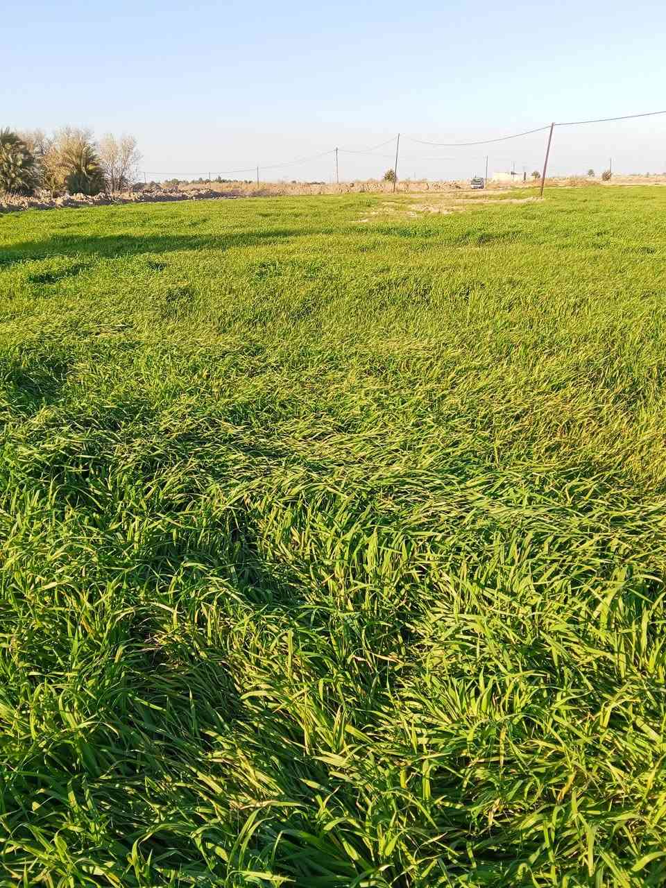 شعير سفح للبيع  المكان كوت قضاء الموفقية
***********
