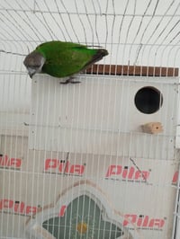 ببغاء سنغالي • زوج • كربلاء