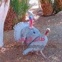 ذكور • رصاصي • ٧ أشهر