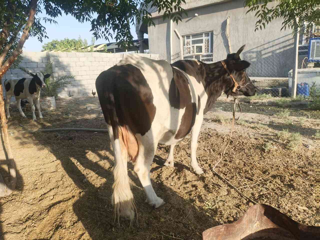 اللهم صلي على محمد وال محمد هايشة مطفل 4 بطن عليهة اعشار خمسة اشهر مكفولة على كل عيب تحلب 7 كيلوات بليوم 
عنوان بلدروز أمام عسكر تواصل واتساب ***********
