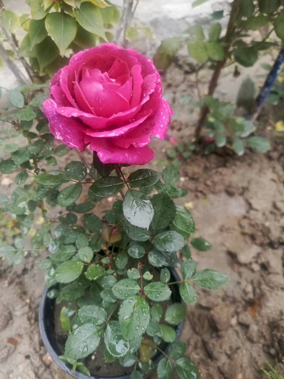 الجوري العراقي العطري يتميز بعطر قوي 
للحجز والطلب يرجى المراسلة 
توصيل فقط المسيب____ كربلاء __حله___بغداد


**إذا كنت صاحب هذا الإعلان وتريد حذفه لأي سبب، رجاءا أرسل رسالة إلى الدعم الفني**