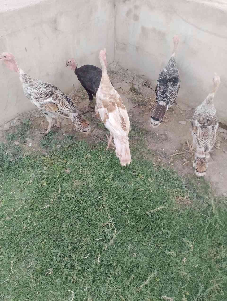 متاح ديوكه بصره مالات السنه سعر التك 35 شراي يتصل الرقم بي واتساب ***********
