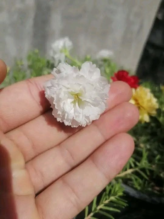 سلام عليكم يتوفر ورد الصباح العراقي الدائمي وليس المستور ونبات البربين للبيع سنادين جاهزه وايضا اقلام 🌹🌹🌹


**إذا كنت صاحب هذا الإعلان وتريد حذفه لأي سبب، رجاءا أرسل رسالة إلى الدعم الفني**