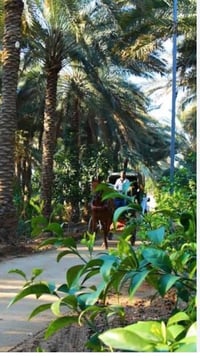 ١٣ دونم • طابو ملك صرف • مركز الصويرة