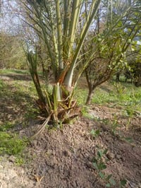 عزيزيه واسط • مجهول • ضمان الصنف