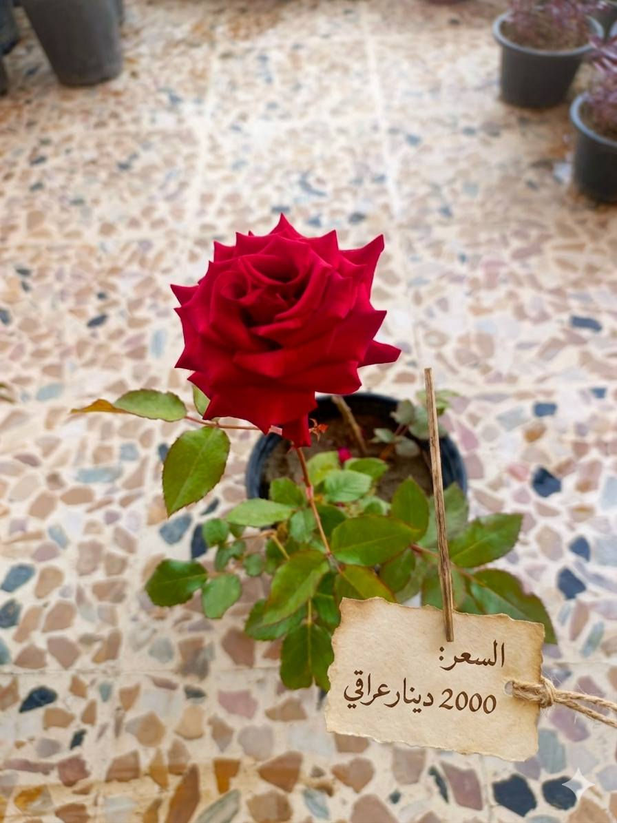 الجمال صار قريب عليكم! 🌸
أنواع مختلفة من نباتات الظل والزينة متوفرة الآن بأسعار تنافسية تناسب الجميع (تبدأ من 1000 إلى 10,000 دينار فقط). زورونا واختاروا اللي يعجبكم..

​✅ خدمة التوصيل متوفرة لكافة أحياء الموصل! 🚗💨

يعني وين ما تكون بالموصل، نباتاتك توصلك لحد الباب.

​ولا تنسون، عدنا مجموعة كبيرة ومتنوعة من باقي النباتات موجودة على صفحتنا، تكدرون تتصفحون الصور وتشوفون كل الأنواع المتوفرة حالياً! 🌿✨

​📍 الموقع: الموصل / حي التأميم / قرب المستوصف.

حيّاكم الله! ❤️


**إذا كنت صاحب هذا الإعلان وتريد حذفه لأي سبب، رجاءا أرسل رسالة إلى الدعم الفني**