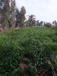 ارض للبيع عقد زراعي 24 يتحول طابو العقد مجدد 25 سنة مساحة اربعة ونص دو...