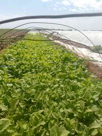 شتل بيذنجان • قرب محطات النعيمي • مشروع الدور