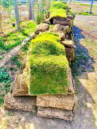 ثيل هندي • مشتل الكوثر • طريق الزاب