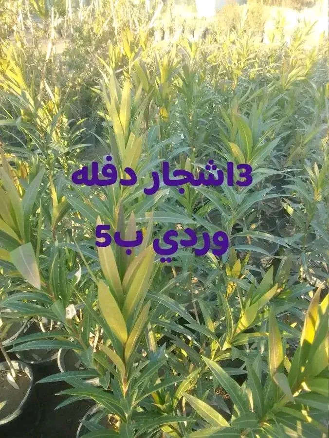 للطلب*********** واتساب
التوصيل داخل بغداد فقط
