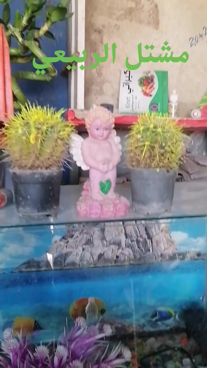 مشتل الربيعي سوق الشمري قرب عيادة ابو رافد مقابل خياطة احمد العكيلي النهروان


**إذا كنت صاحب هذا الإعلان وتريد حذفه لأي سبب، رجاءا أرسل رسالة إلى الدعم الفني**