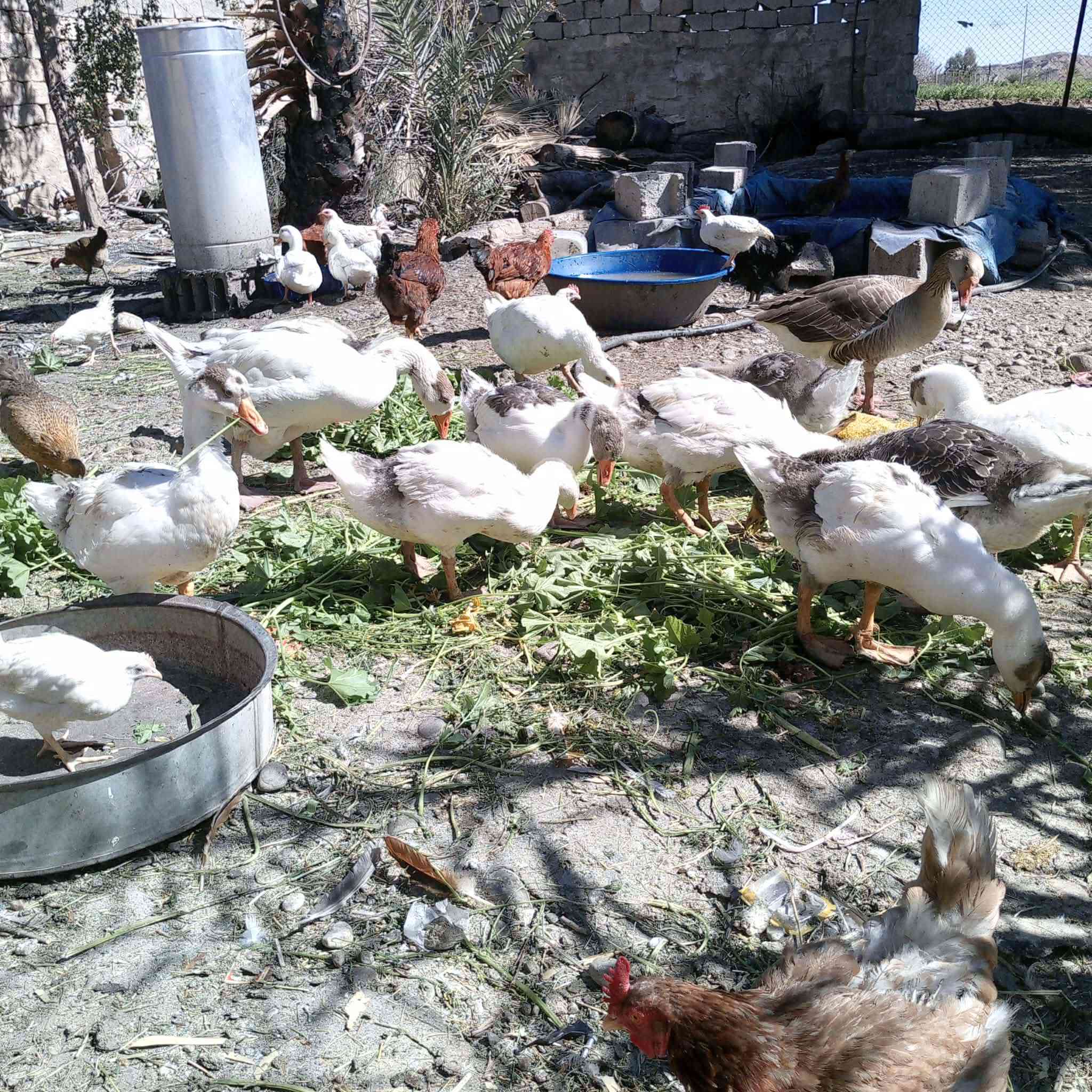 نۆ  باڕە قازە بۆفرۆشتن 
جوتی 30 هەزار شوێن کفری


**إذا كنت صاحب هذا الإعلان وتريد حذفه لأي سبب، رجاءا أرسل رسالة إلى الدعم الفني**