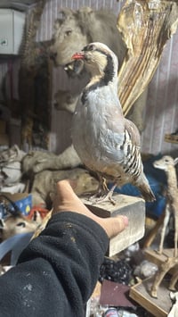 عطاريات • سيد حيدر • محنطات