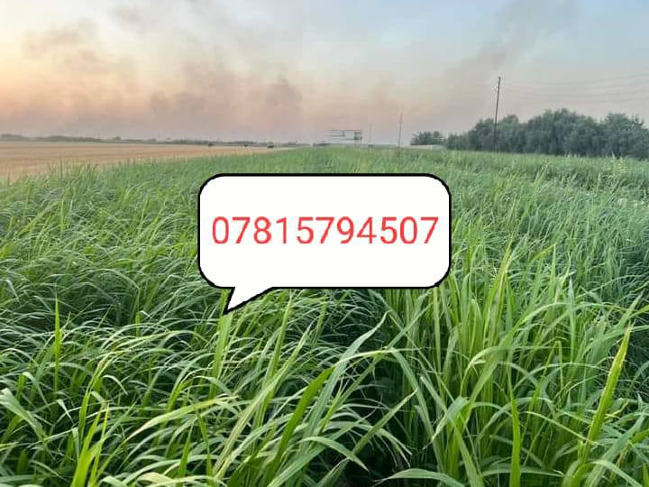 للبيع بذور بونيكام اسباني 🌾🌾
علف حيواني 🐑
1....نسبه البروتين (25٪) 

2... اكثر نبات مفيد للحيوانات يسمن ويكثر الحليب 🐐🐑

3... ناجح الزراعه في العراق ويتحمل الارض المالحه ويزرع في كل اوقات الصيف  🌿
4... يبقى في الارض من 5 سنوات الى 7سنوات
5... دائم الخضار يصل  من متر ونص الى مترين 
6... طريقه الزراعه ينطش طش يعني نثار 🌱

7... للدونم 8 كيلو بذور بونيكام 

8... سعر الكيلو( 10)الف سعره رخيص جداا نسبه الى انتاجه وفائته 

9... موعد زراعته من بدايه شهر 3 الى نهايه شهر12 

(للحجز عنوانك ورقم الهاتف والكميه لي رايدها )

(يوجد توصيل لجميع المحافظات العراقيه)

👇👇👇👇👇👇👇👇👇👇👇👇
رقم الهاتف مع واتساب

***********       مع واتساب
