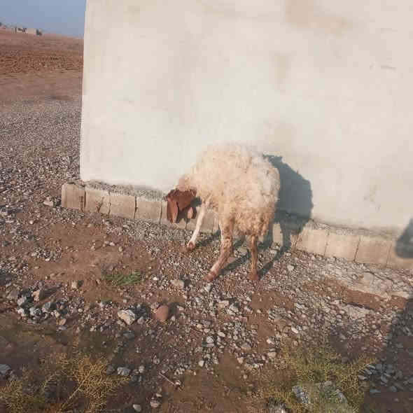 انعجه لبيع مال ربط اعشره ٣ أشهر
السعر ب  ١٢٥ قفل 
***********
