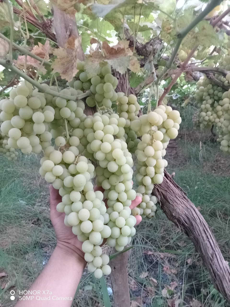 السلام عليكم اخواني أصحاب المشاتل ولجميع محافظات العراق
يتوفر شتلات عنب للبيع سارعوا بالحجز قبل نفاذ الكميه  لتجهيز مشاتلكم بأفضل شتلات من العنب وبانواع مختلفه  حلواني   فرنسي   شده تركيه   شده عراقيه   عنز    اسود
العنوان حله سياحي
محمد جوهر
***********
*********** واتساب
