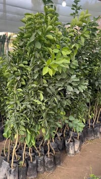 مشتل نور الهدى • حمضيات • حديثة صعدة