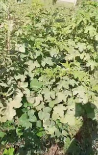 بذور باميه • درجه أوله • الصلطانه