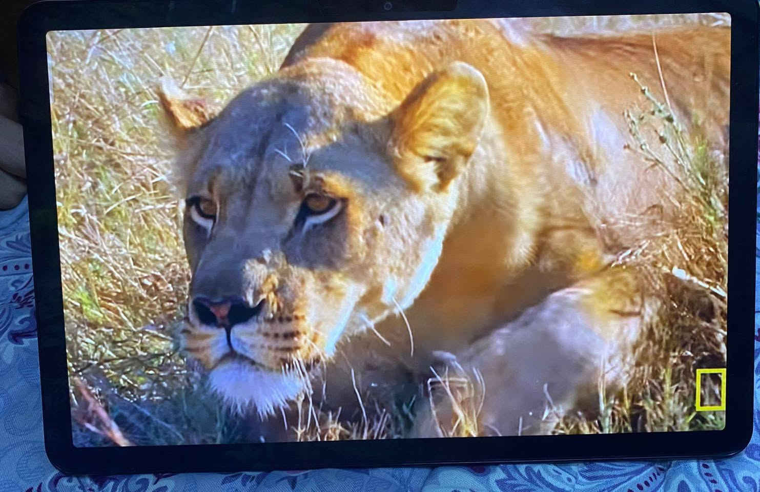 انفنكس إكس باد للبيع
ذاكرة 128 
ببجي 60 فريم 
للبيع 200 وبي مجال 
او مراوس


**إذا كنت صاحب هذا الإعلان وتريد حذفه لأي سبب، رجاءا أرسل رسالة إلى الدعم الفني**