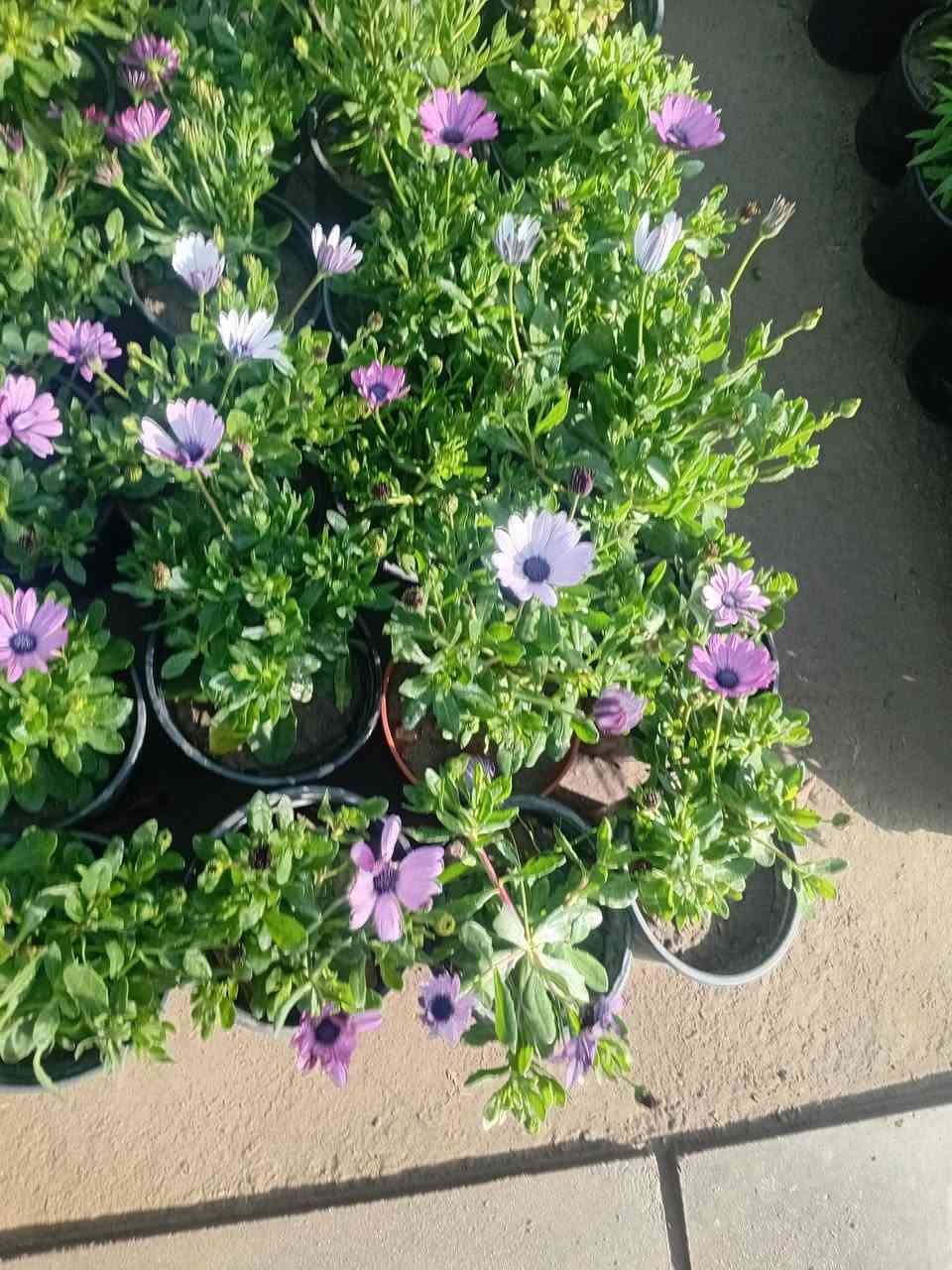 مشتل جنى على شارع العام مقابل جامعه الكوت ويوجد لدينا خدمة


**إذا كنت صاحب هذا الإعلان وتريد حذفه لأي سبب، رجاءا أرسل رسالة إلى الدعم الفني**