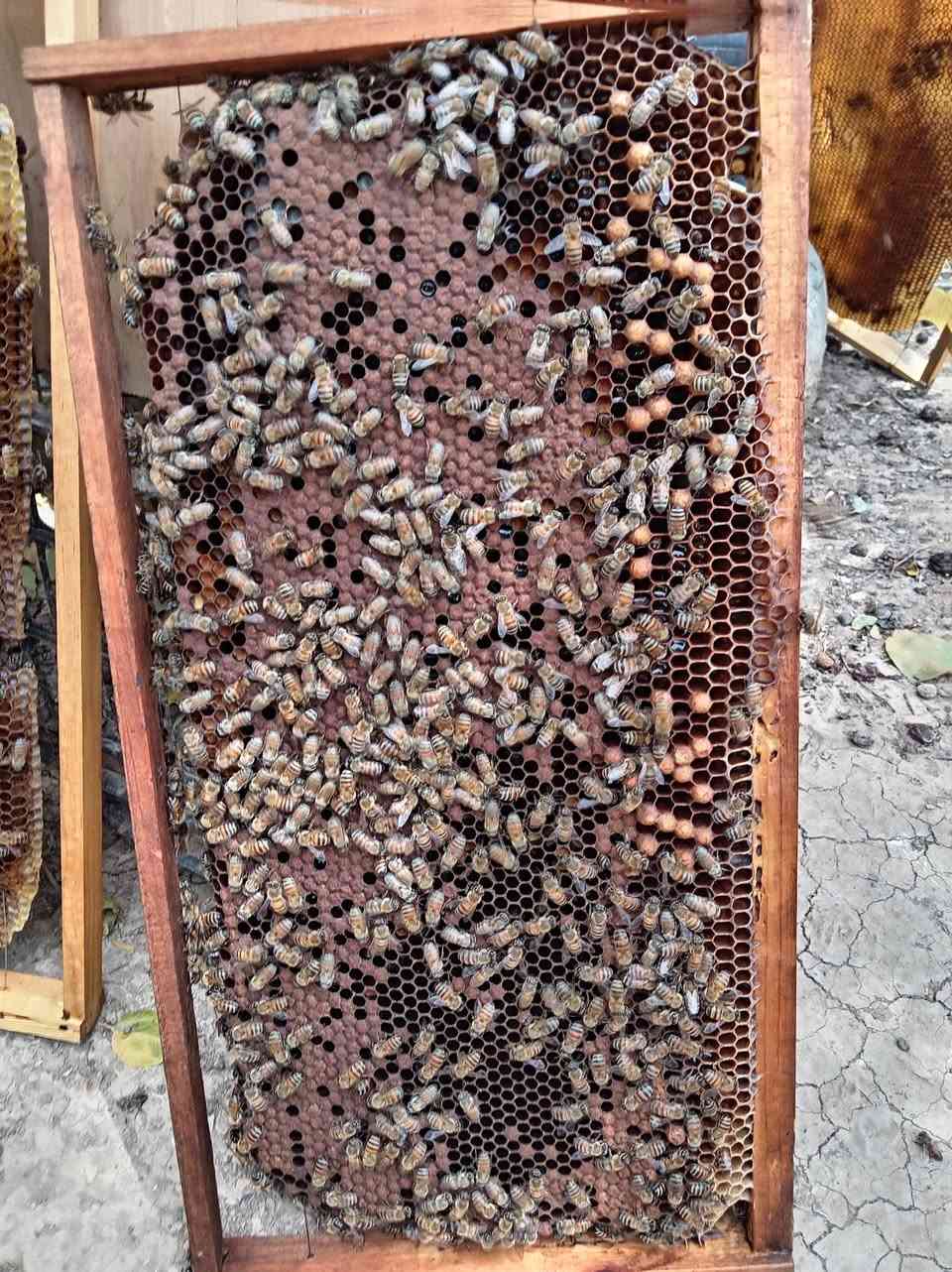 طرد نحل للبيع السعر 100وٌبًيه‍ا مجال بسيط المكان المحمودية شيشبار للتواصل عبر الخاص


**إذا كنت صاحب هذا الإعلان وتريد حذفه لأي سبب، رجاءا أرسل رسالة إلى الدعم الفني**