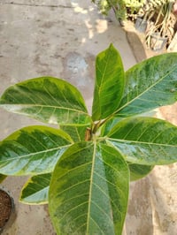 #آخر_قطعتين 🌱مطاط مشطب 🌱 نبات ضلي داخل البيت قوي جداً  السعر القديم لس...