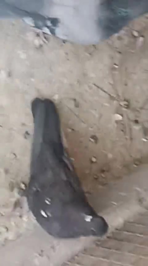 متاح طيور ايرانيات  وتور سعر الزوج ٤الاف مستعجل عل بيعهن  كوت الزهراء


**إذا كنت صاحب هذا الإعلان وتريد حذفه لأي سبب، رجاءا أرسل رسالة إلى الدعم الفني**
