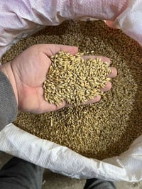 شعير روسي • علفي • الدجيل