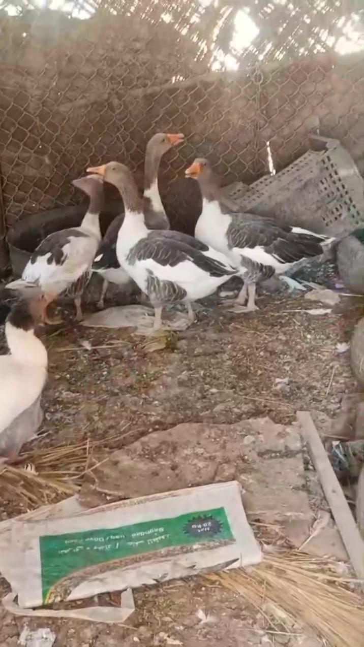 متاح للبيع بطات 5نثايه شراي يخابر س ع ر 125وبيهن مجال هاذه رقمي ***********
