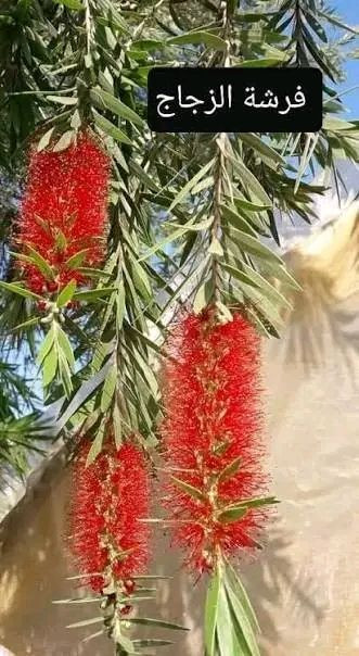 🌿🌼 فرشة البطل🌼🌿
دائم الخضرة ومقاوم لحر العراق 
متوفر الآن في مشتل  الزهور 
إذا تريد نبات يتحمل الشمس القوية ويعطي منظر فخم 👇
✔ دائم الخضرة
✔ مقاوم للحرارة والأجواء العراقية
✔ ينزرع بالحدائق، الأرصفة، وحتى بالسنادين الكبيرة
✔ يصل ارتفاعه لأكثر من 4 متر 🌳
المتوفر حالياً ارتفاع متر.ونص واكثر 🔥
💰 السعر فقط 5000 دينار 
مكاني كنعان الشارع العام  مجاور محطة ازاد  
***********
