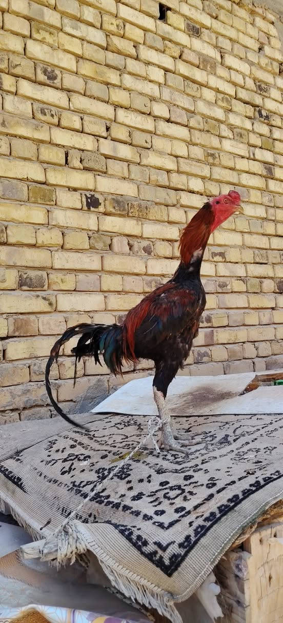 3 ديوجه هراتي اصلي فول ضخامه عاليات مكان نجف تك 60 توصيل بعض محافضات


**إذا كنت صاحب هذا الإعلان وتريد حذفه لأي سبب، رجاءا أرسل رسالة إلى الدعم الفني**