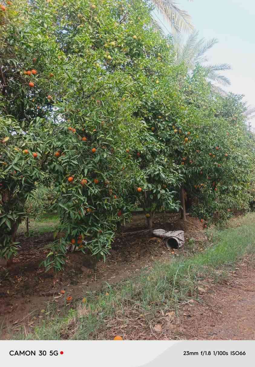 1)للبيع 5 دونم طابو ملك صرف بستان درجة اولى بل صويره منطقه ربيضه يطل ع نهر دجله مباشر وجه 66متر نزال 200  موقع جدا مميز ومكان جدا راقي.
2) للبيع 5 دونم طابو زراعي سند 25 تحويل مباشر  الستفسار تصال على رقم  ***********
1)للبيع 5 دونم طابو ملك صرف بستان درجة اولى بل صويره منطقه ربيضه يطل ع نهر دجله مباشر وجه 66متر نزال 200  موقع جدا مميز ومكان جدا راقي.
