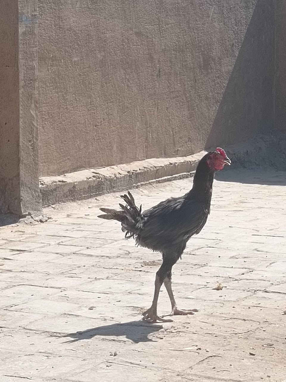 سلام عليكم ديك هراتي للبيع العنوان بابل سده الهنديه منطقة العلكايه رقم الهاتف ***********
